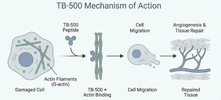 TB500 Mechanism of Action TB500 Mechanism of Action